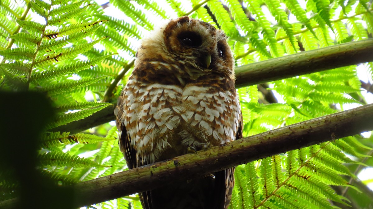 Rufous-banded Owl - ML65750191