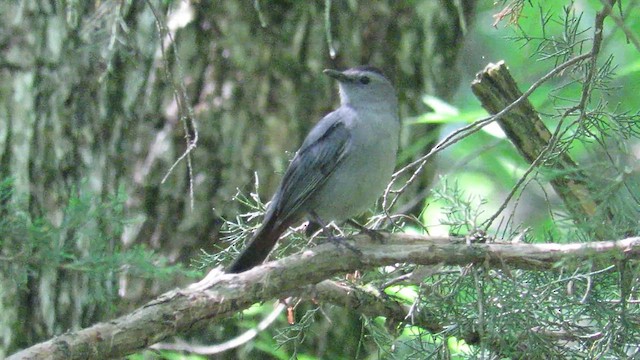Gray Catbird - ML657502091