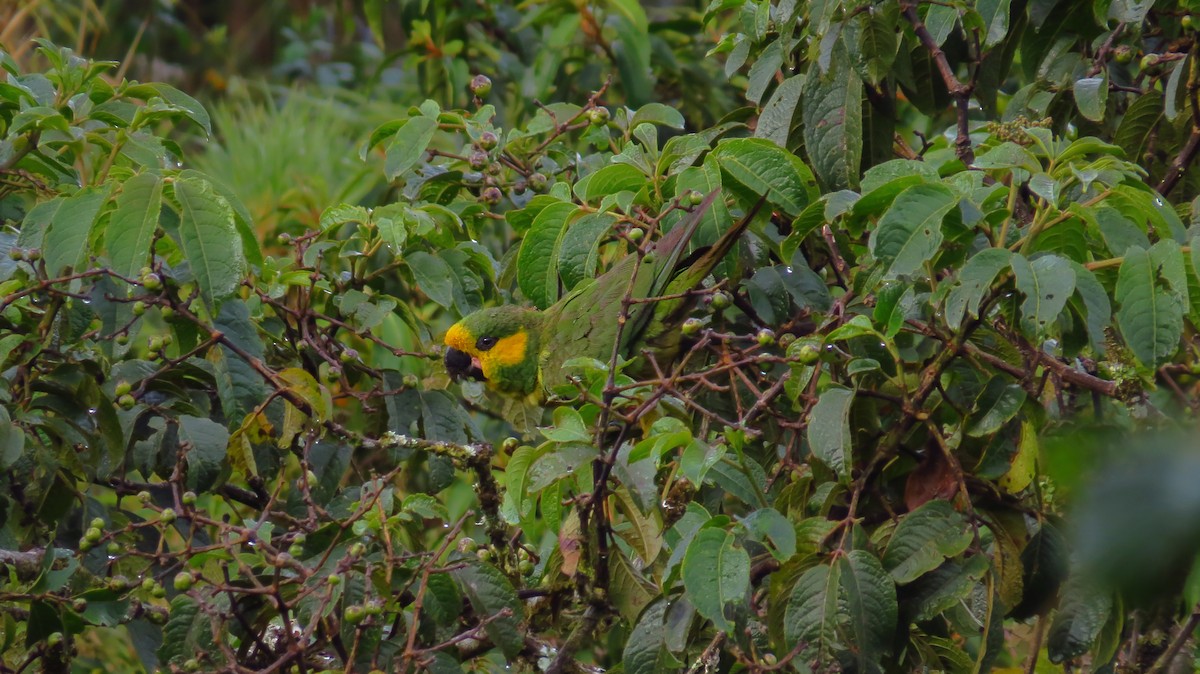 Yellow-eared Parrot - ML65750211