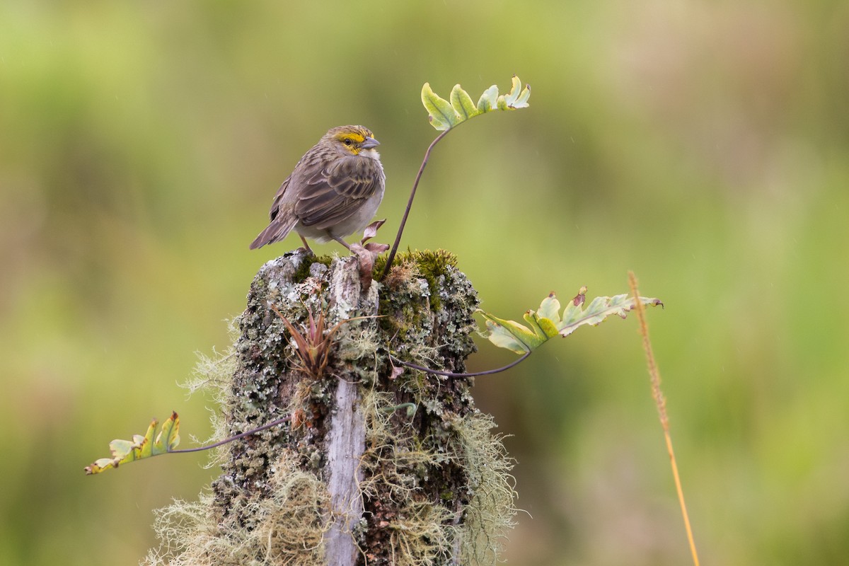 Yellow-browed Sparrow - ML657502131