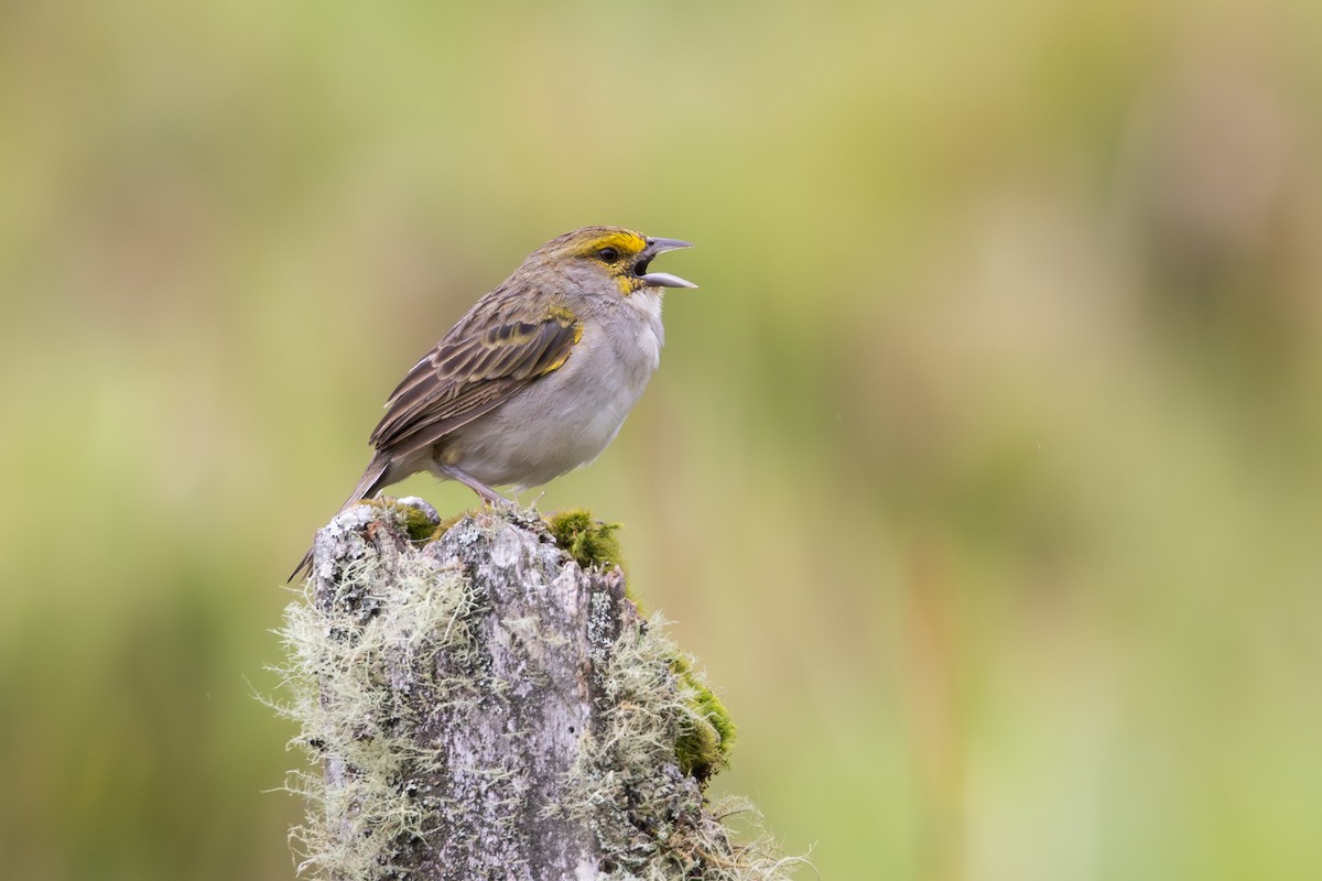 Yellow-browed Sparrow - ML657502138