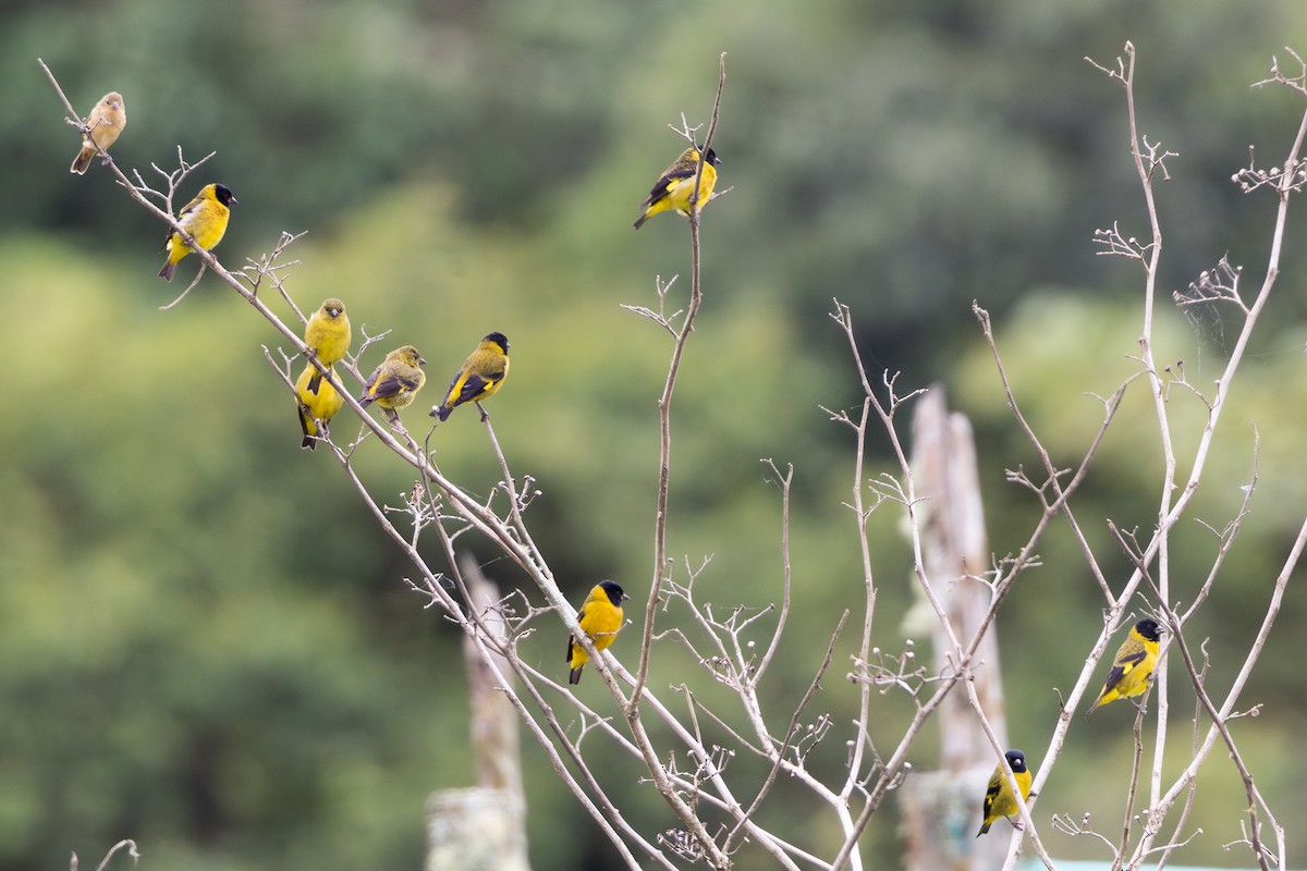 Olivaceous Siskin - ML657502253