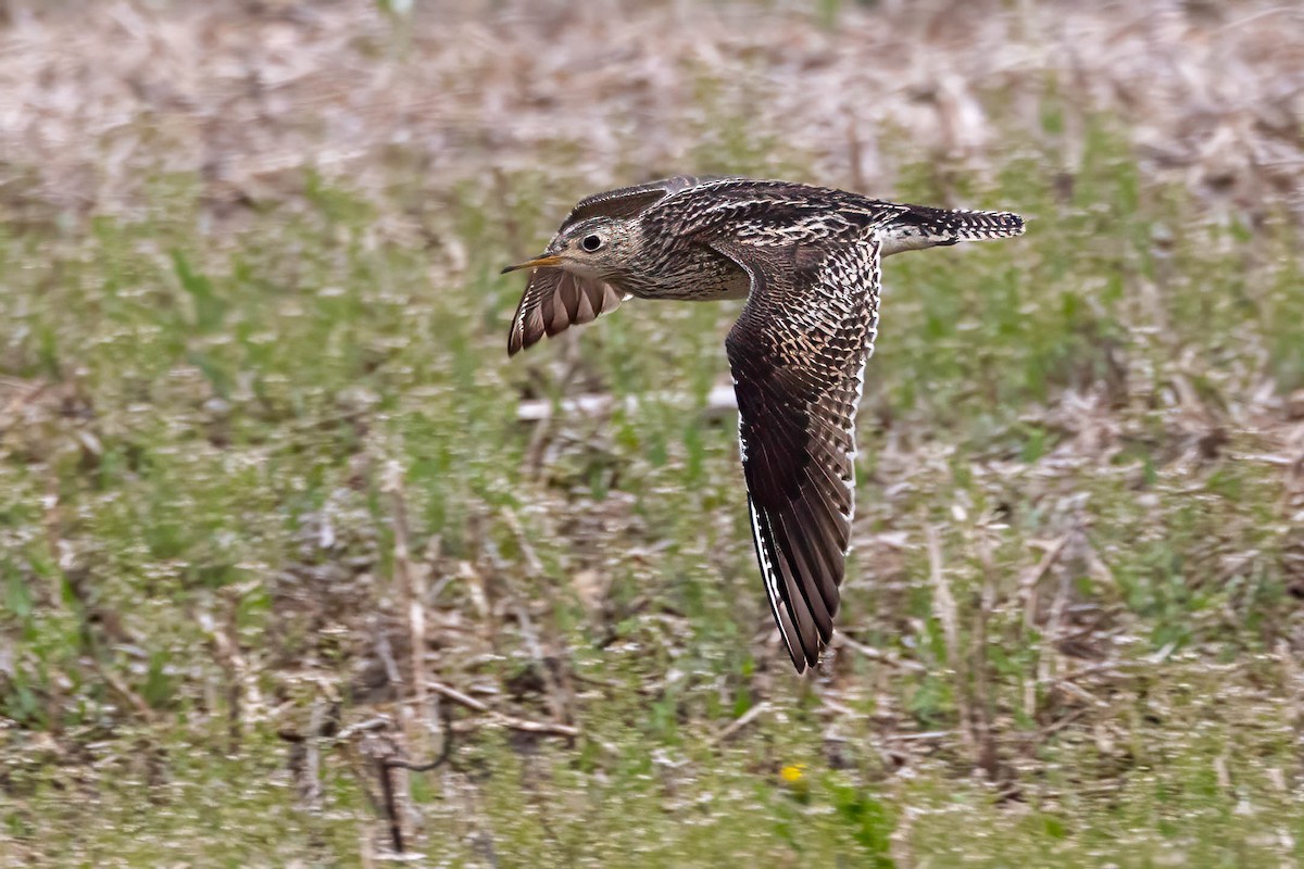 Upland Sandpiper - ML657502254