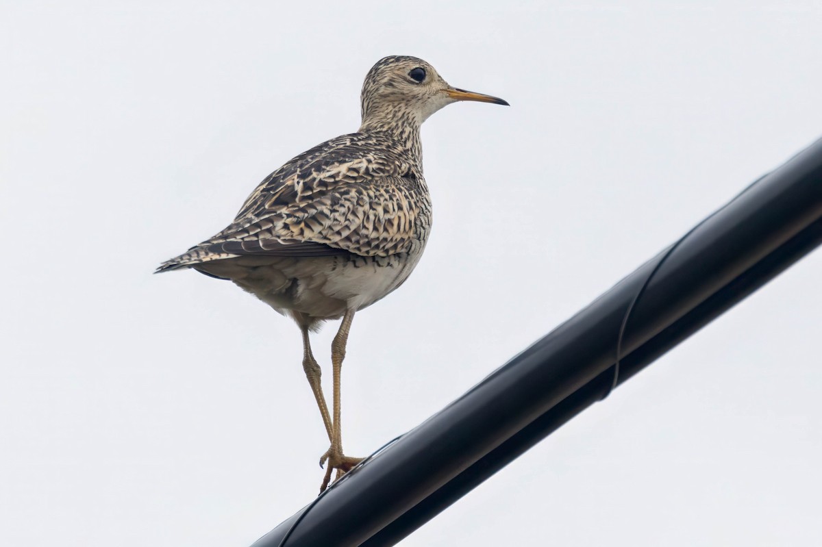 Upland Sandpiper - ML657502255