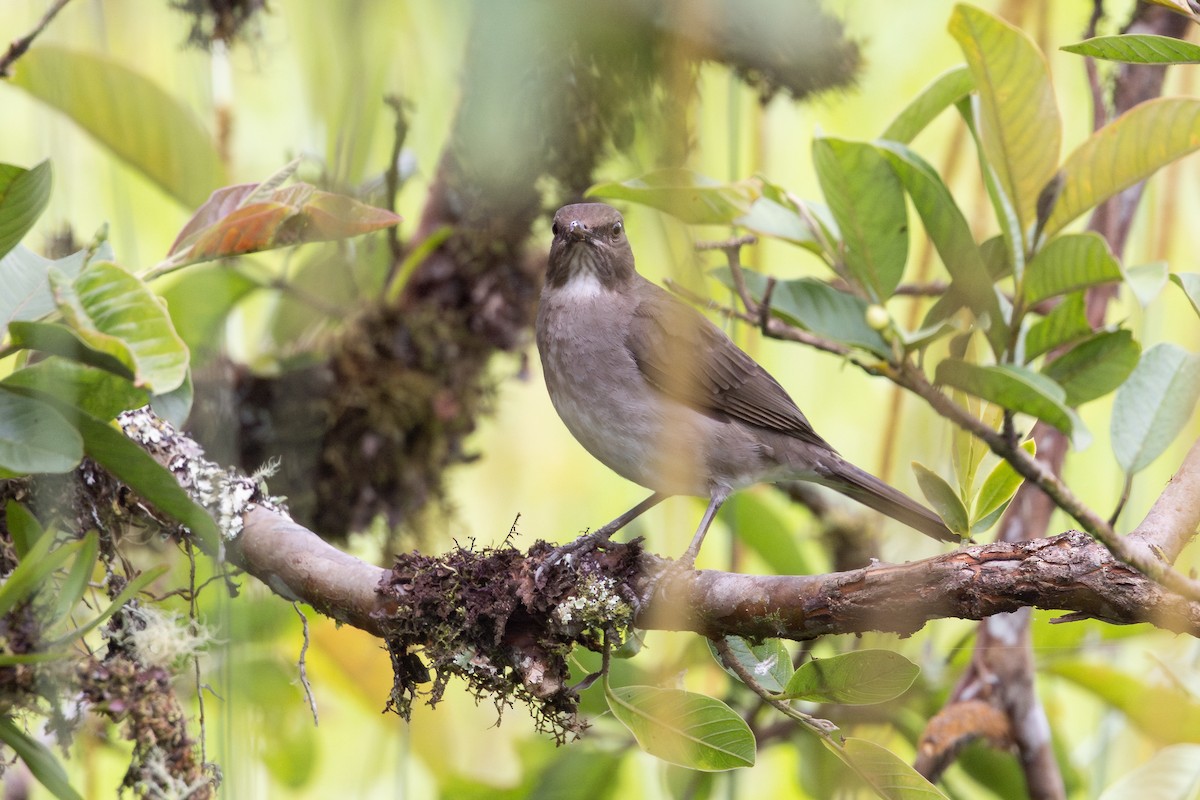 Black-billed Thrush - ML657502272