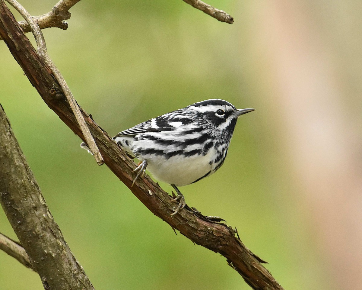 Black-and-white Warbler - ML657502279