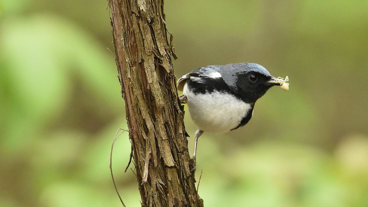 Black-throated Blue Warbler - ML657502295
