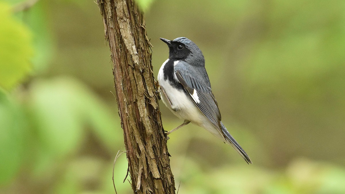 Black-throated Blue Warbler - ML657502297