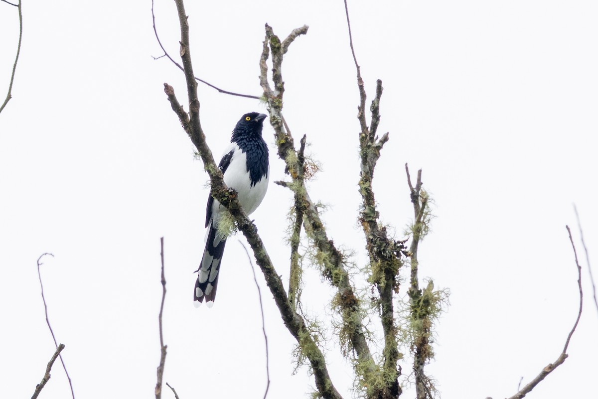 Magpie Tanager - ML657502333