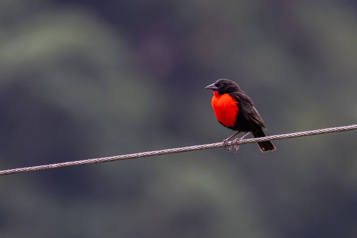 Red-breasted Meadowlark - ML657502342