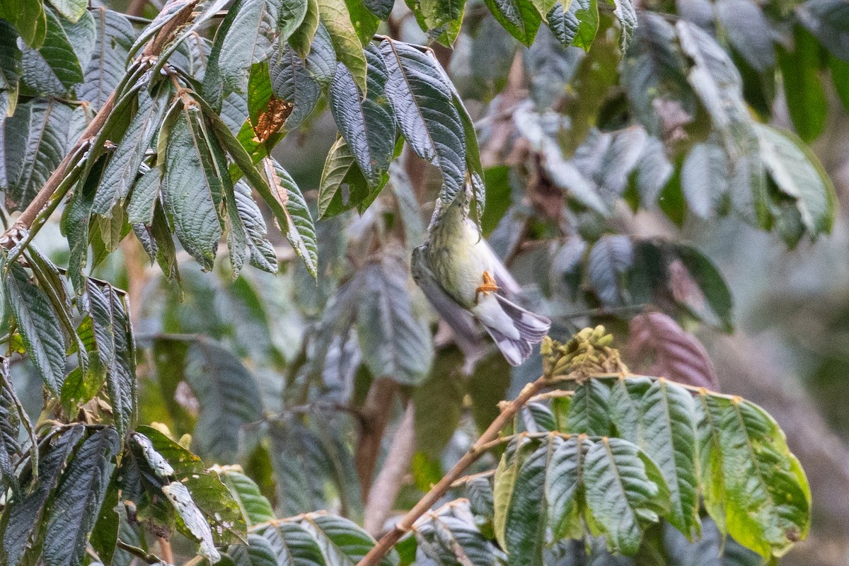 Blackpoll Warbler - ML657502357