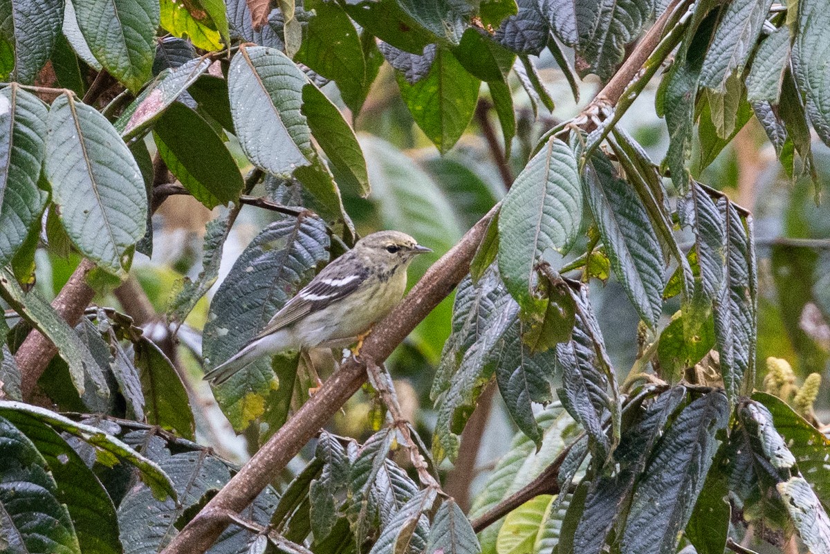 Blackpoll Warbler - ML657502365