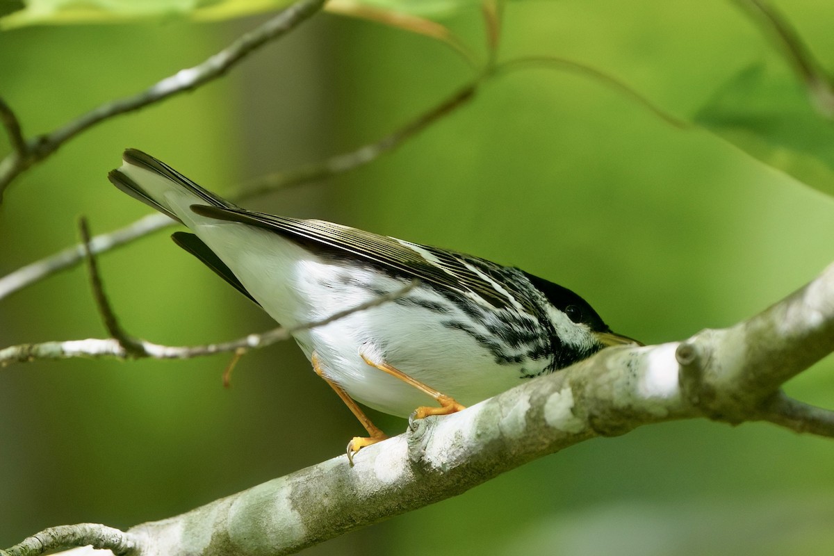 Blackpoll Warbler - ML657502732