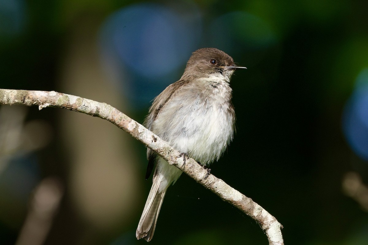 Eastern Phoebe - ML657502799