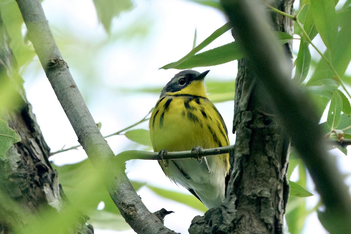 Magnolia Warbler - ML657502839