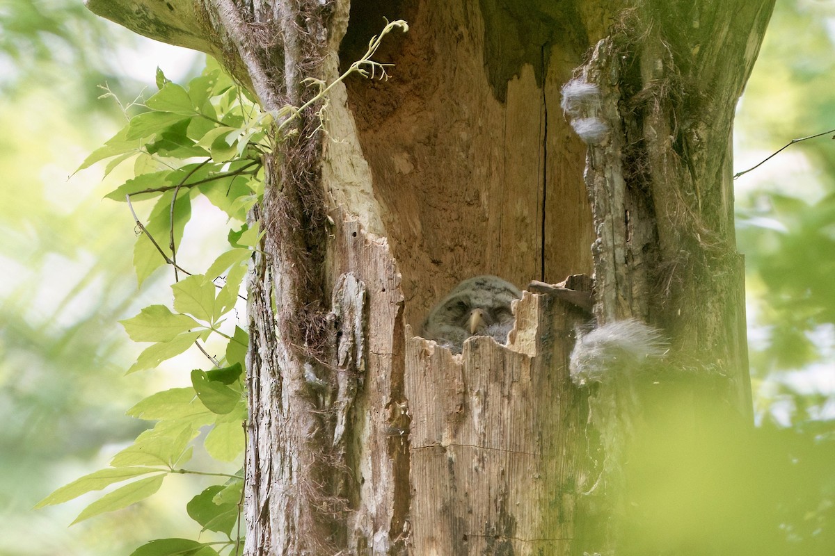 Barred Owl - ML657502889
