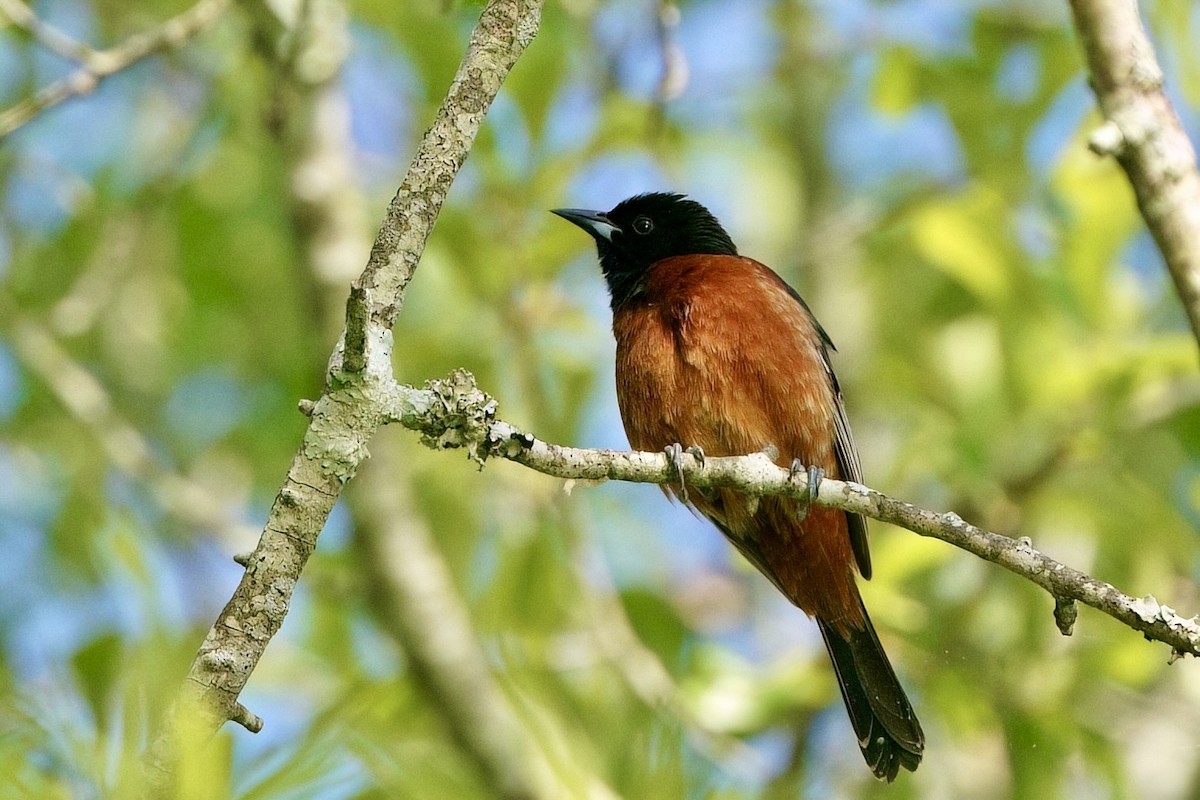 Orchard Oriole - ML657503108