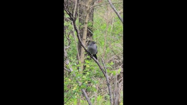 Gray Catbird - ML657503527