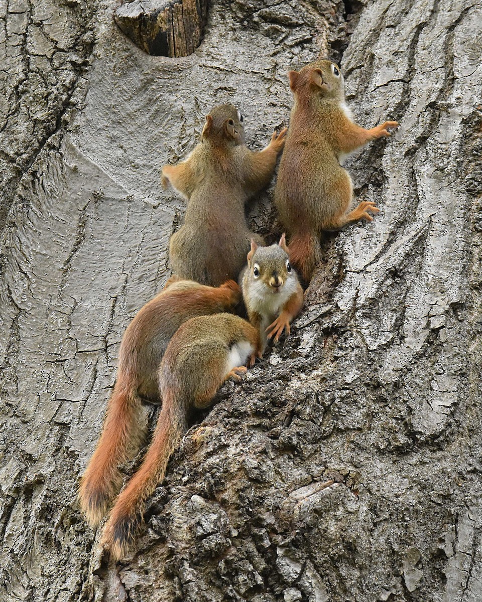 American Red Squirrel - ML657503542