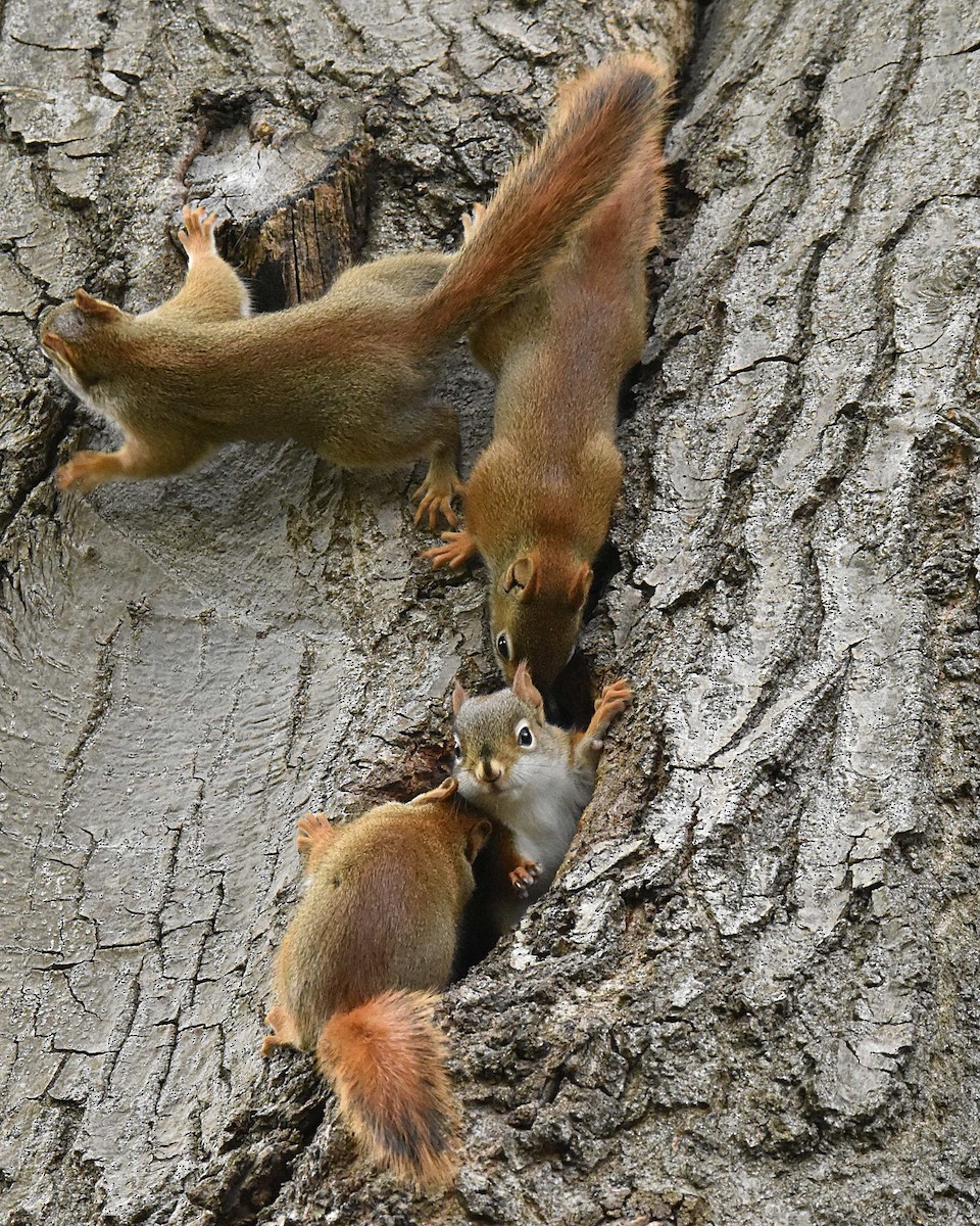 American Red Squirrel - ML657503543