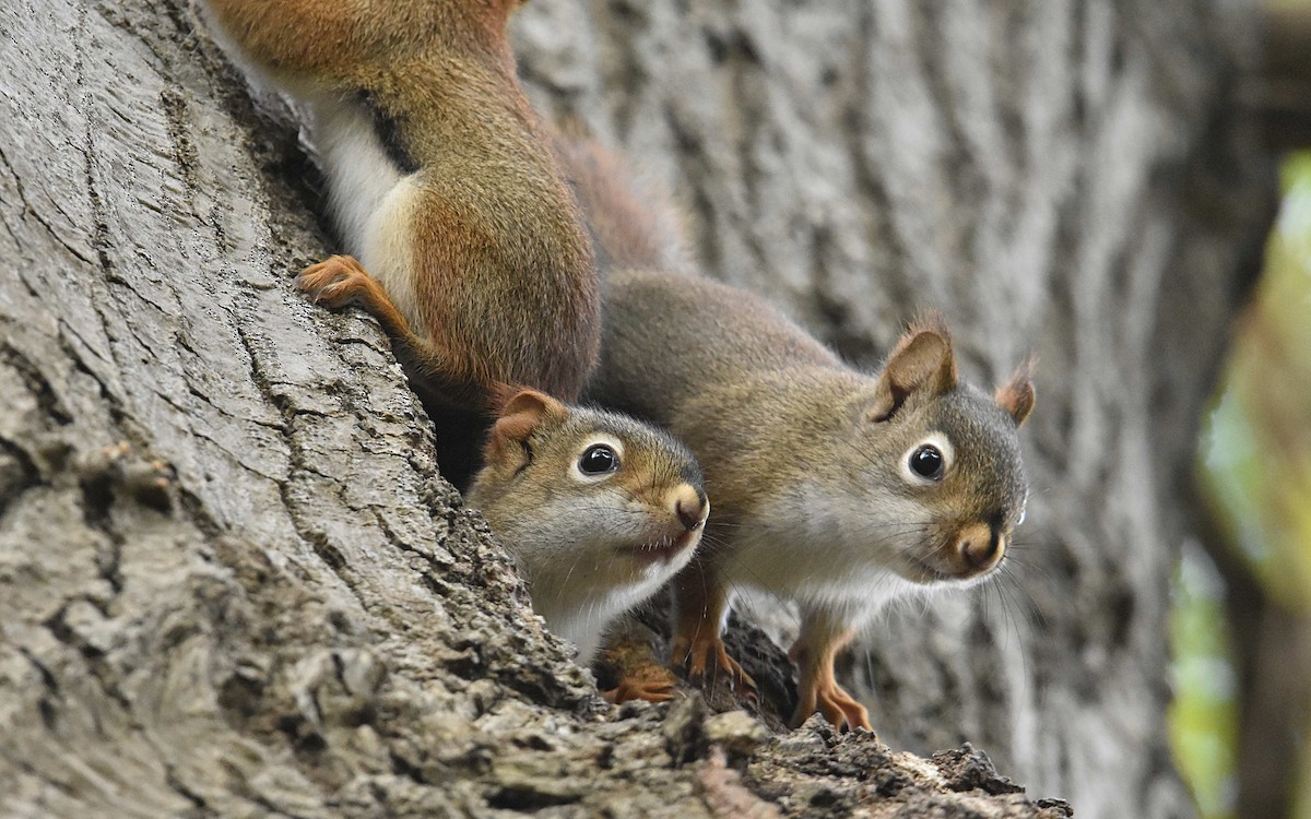 American Red Squirrel - ML657503544