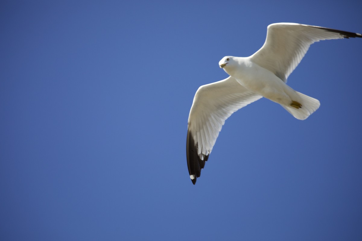 Ring-billed Gull - ML657503988