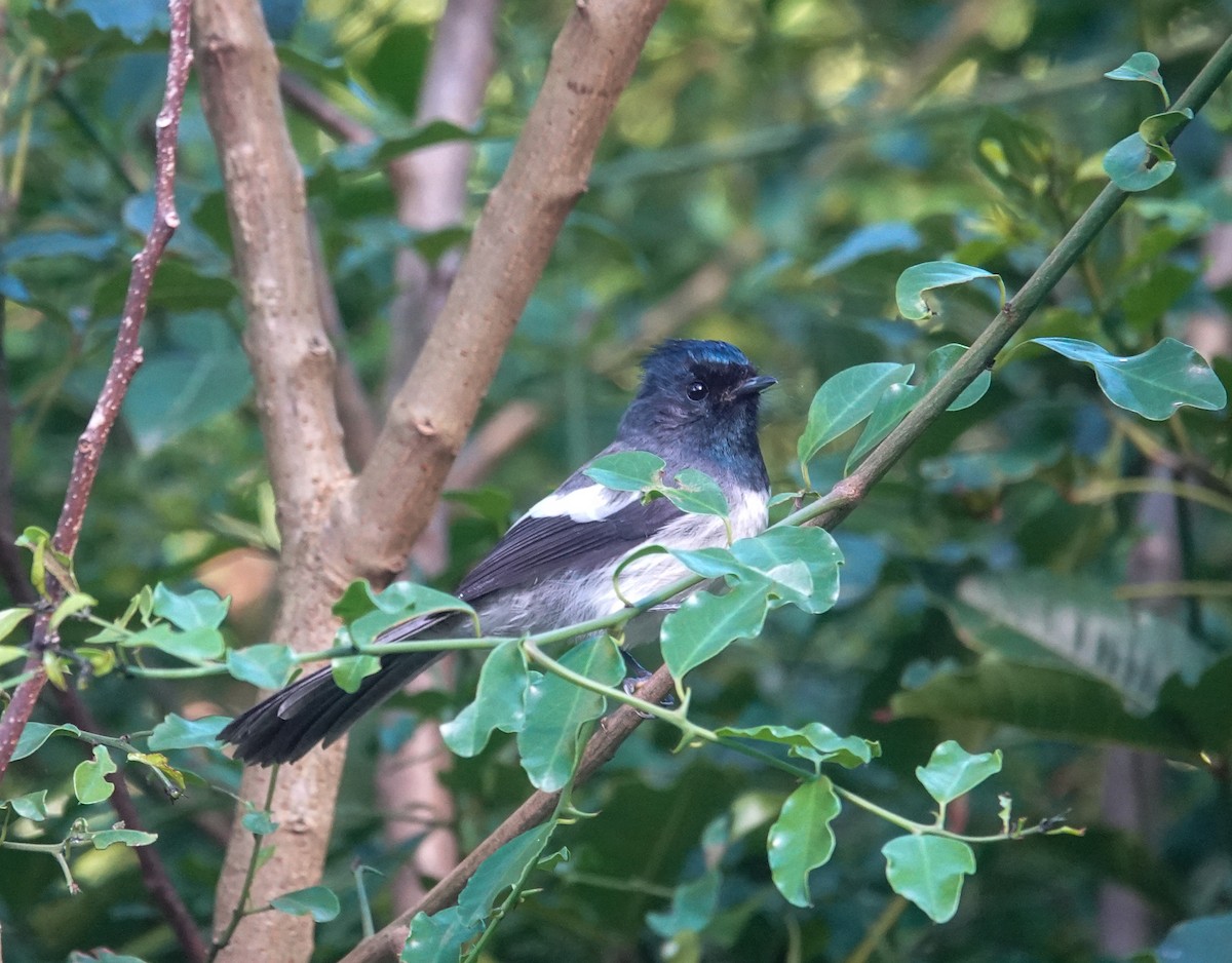 African Crested Flycatcher - ML657504013