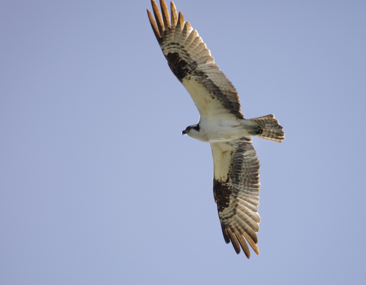 Osprey - ML657504014