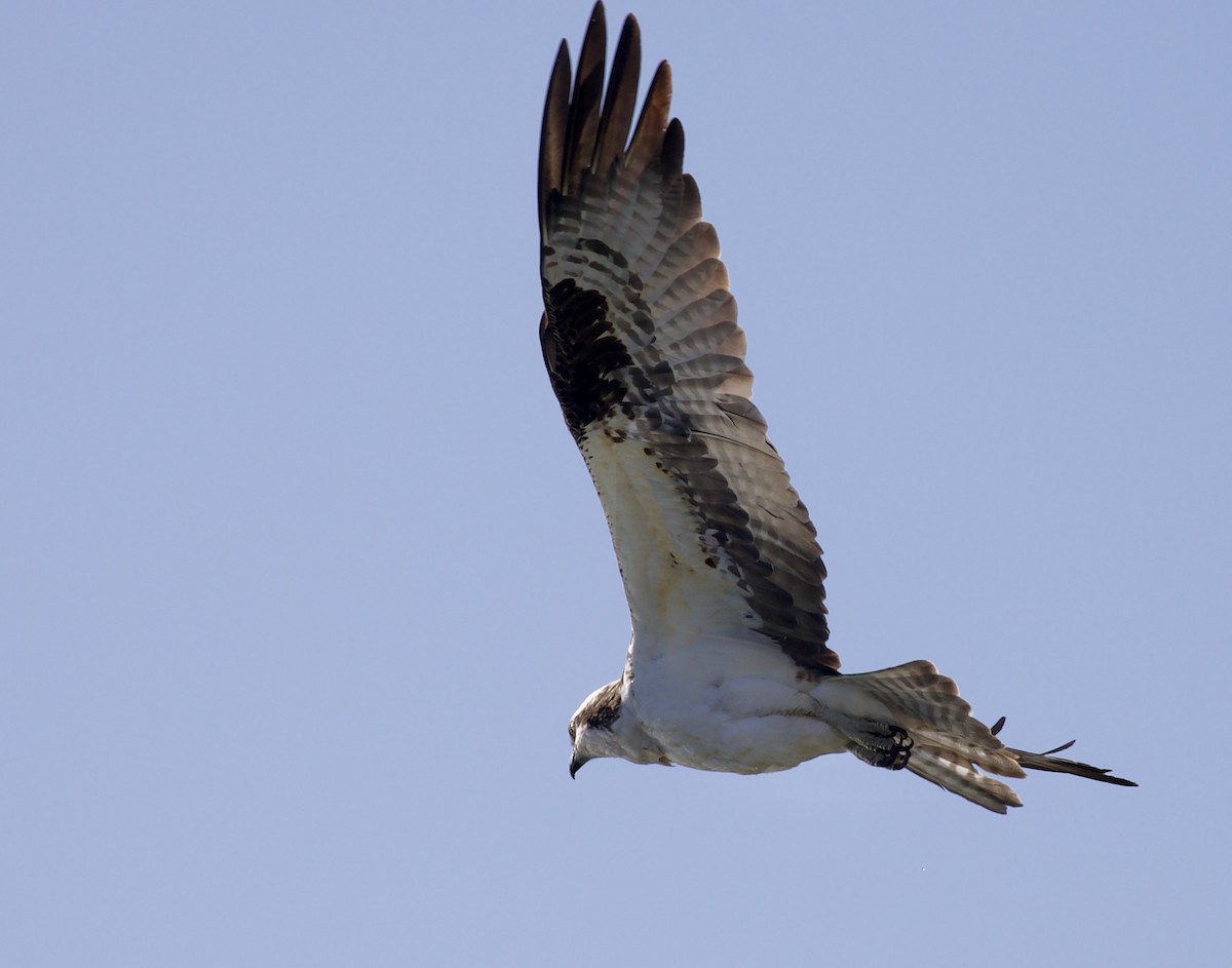 Osprey - ML657504023