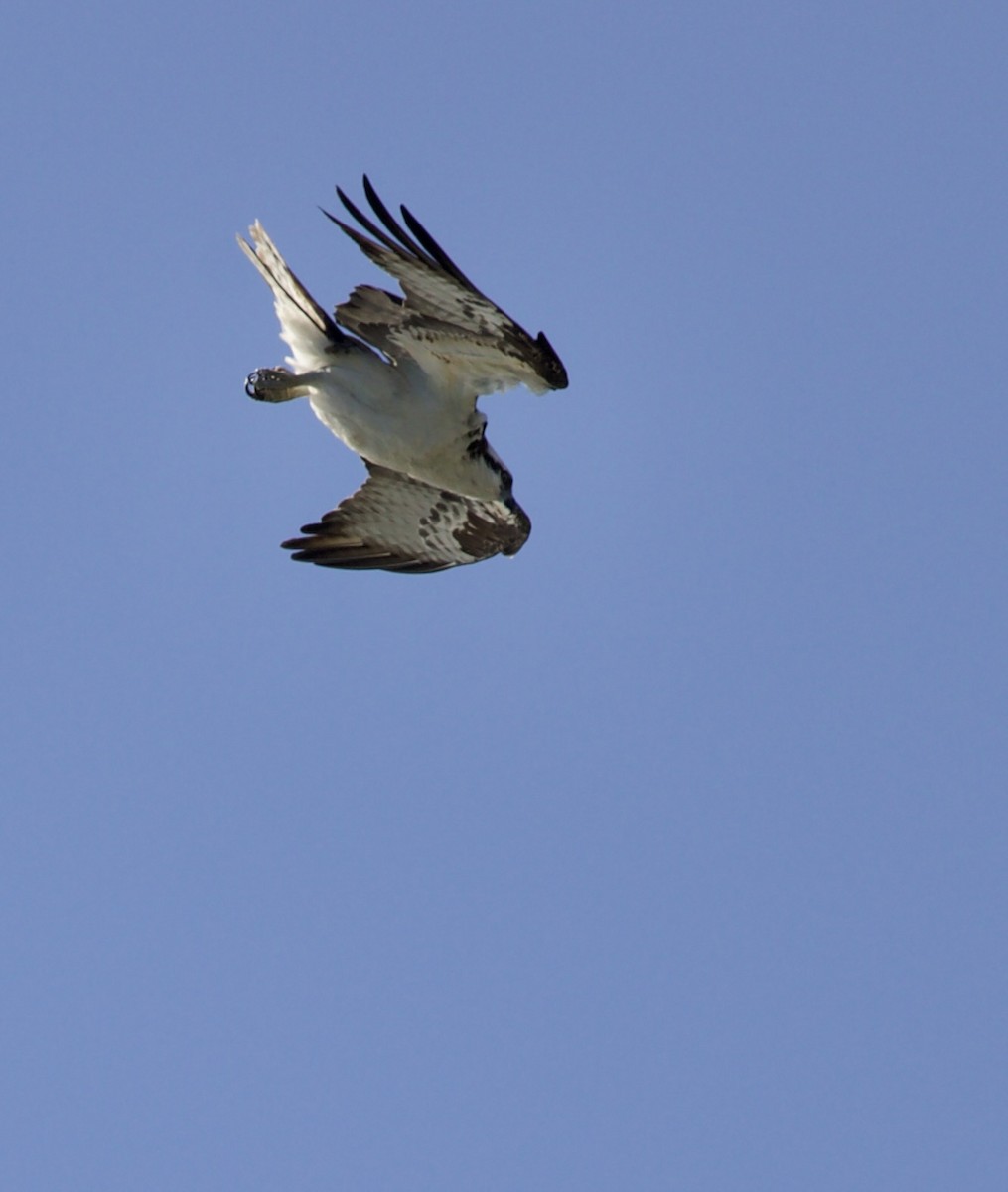 Osprey - ML657504029