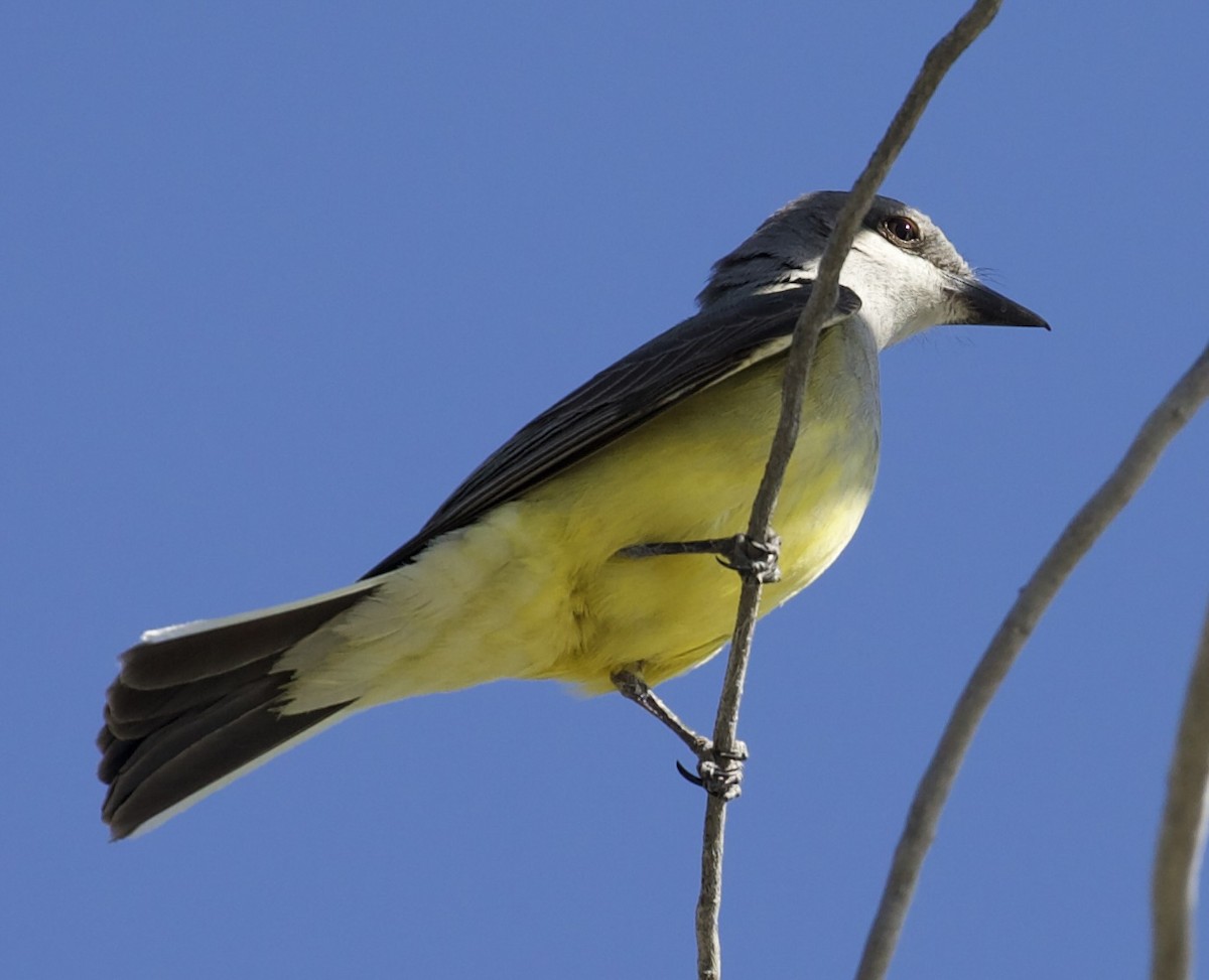 Western Kingbird - ML657504113