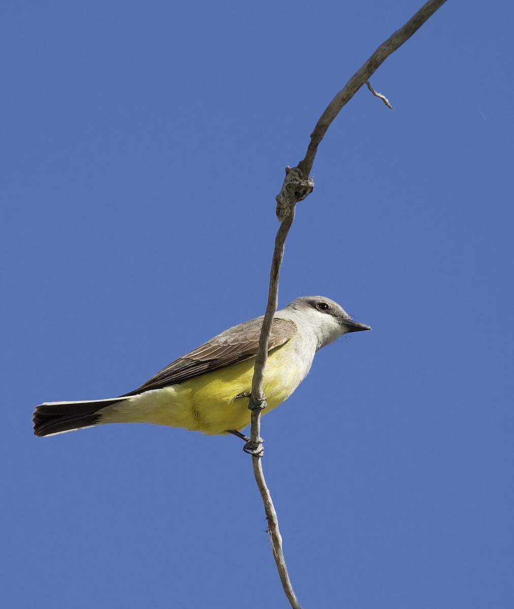 Western Kingbird - ML657504116