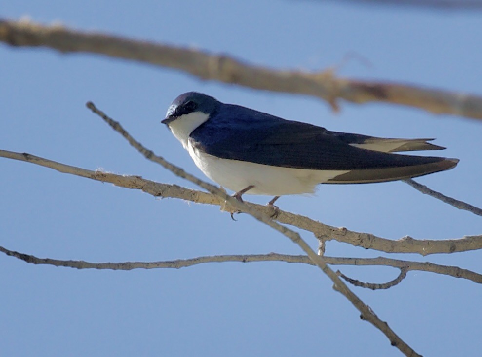 Tree Swallow - ML657504135