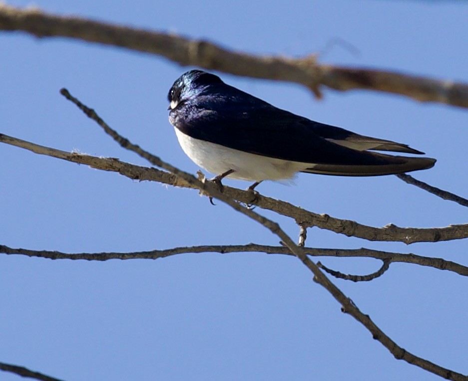 Tree Swallow - ML657504143