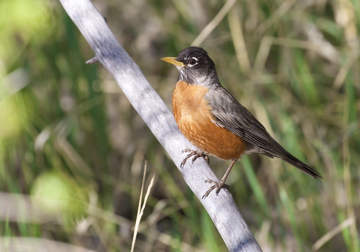 American Robin - ML657504159