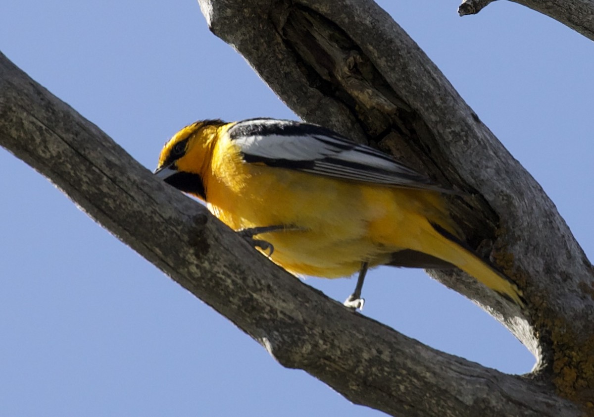 Bullock's Oriole - ML657504175