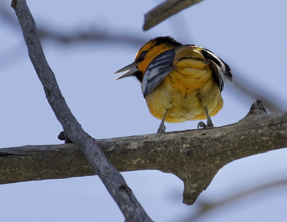 Bullock's Oriole - ML657504184