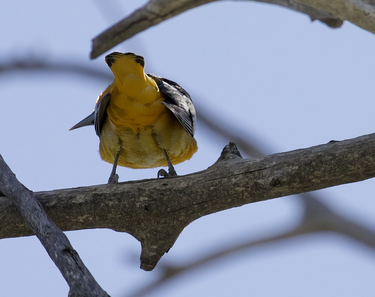 Bullock's Oriole - ML657504193