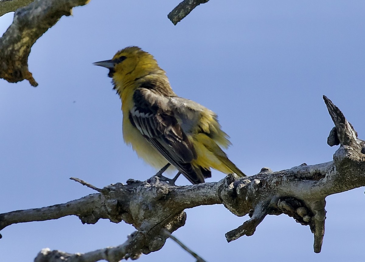 Bullock's Oriole - ML657504210