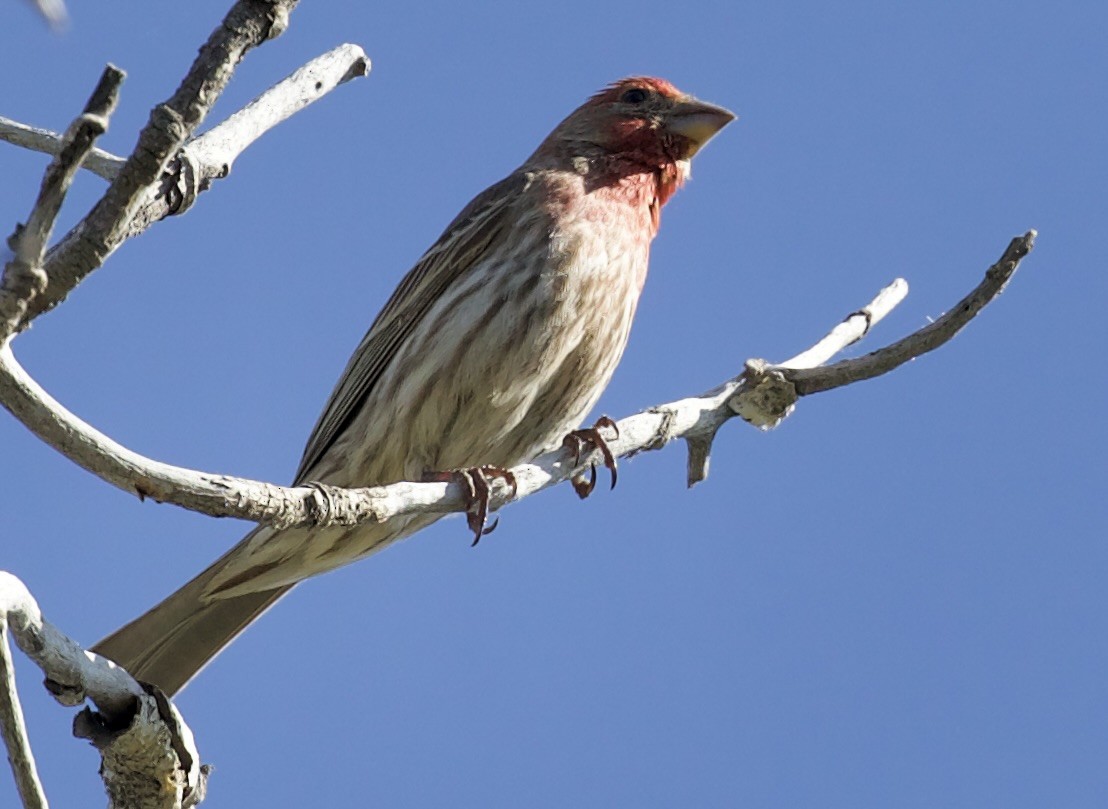 House Finch - ML657504316