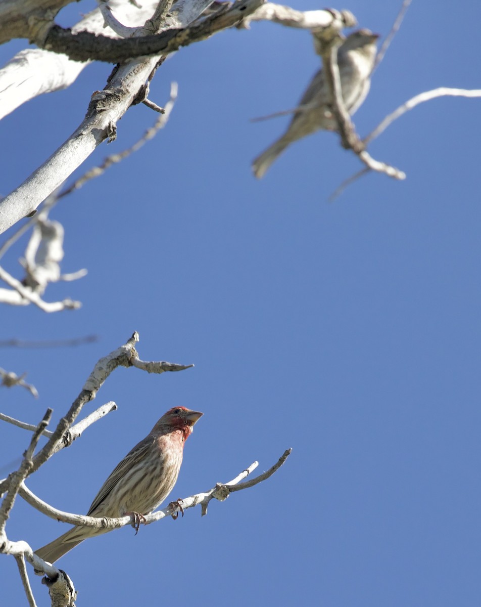 House Finch - ML657504332