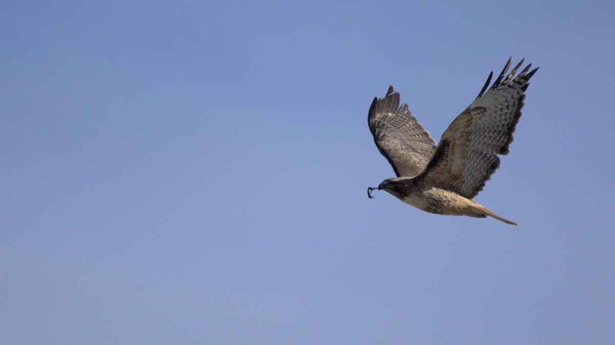 Red-tailed Hawk - ML657504530