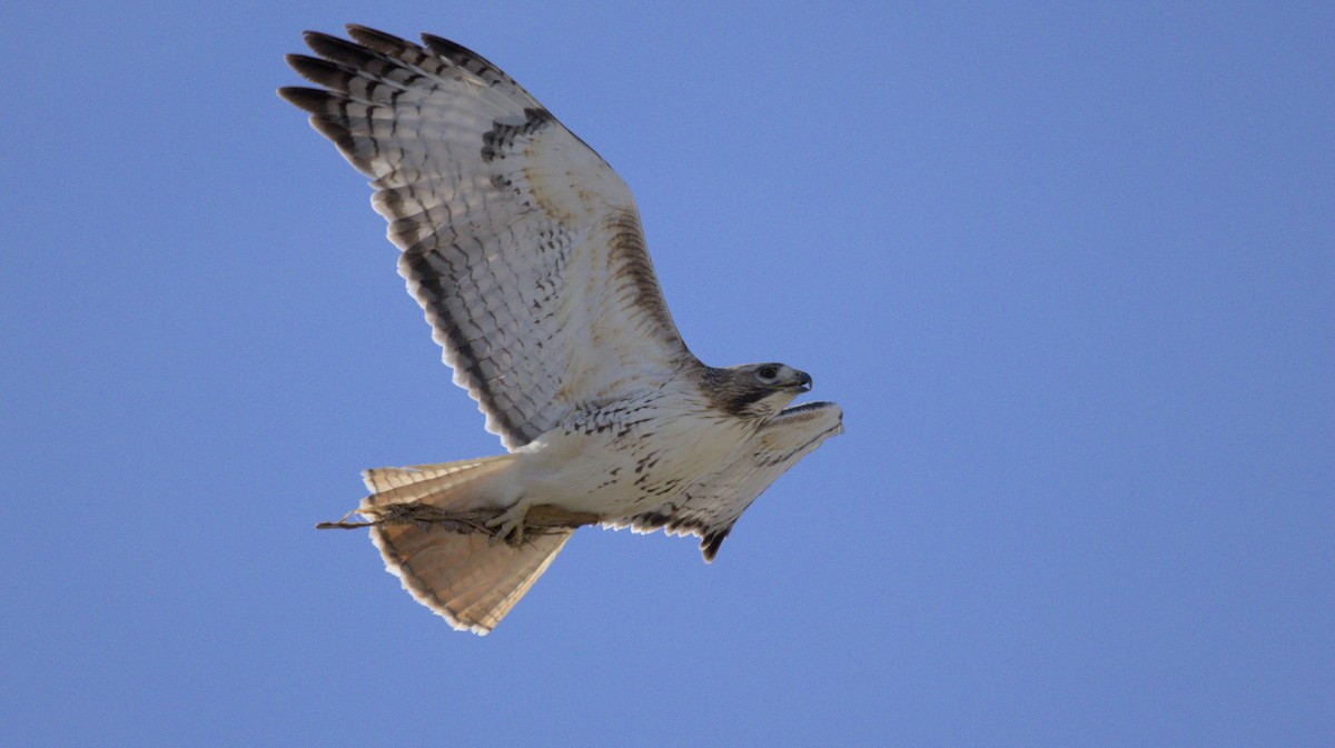 Red-tailed Hawk - ML657504531