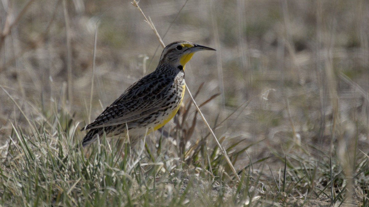 Western Meadowlark - ML657504544
