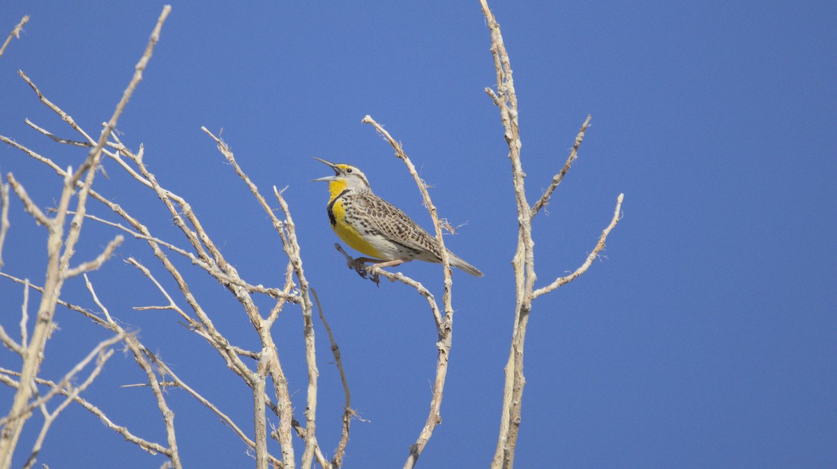 Western Meadowlark - ML657504545