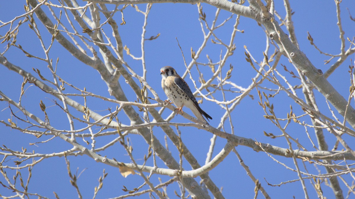 American Kestrel - ML657504562