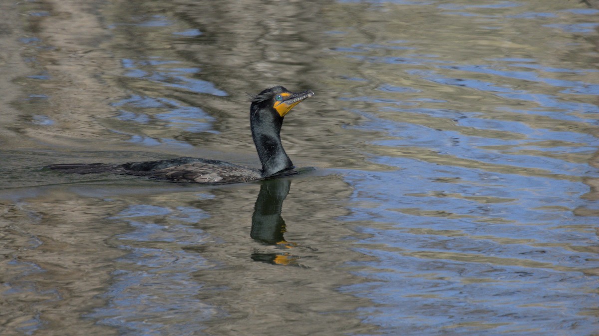 Double-crested Cormorant - ML657504572