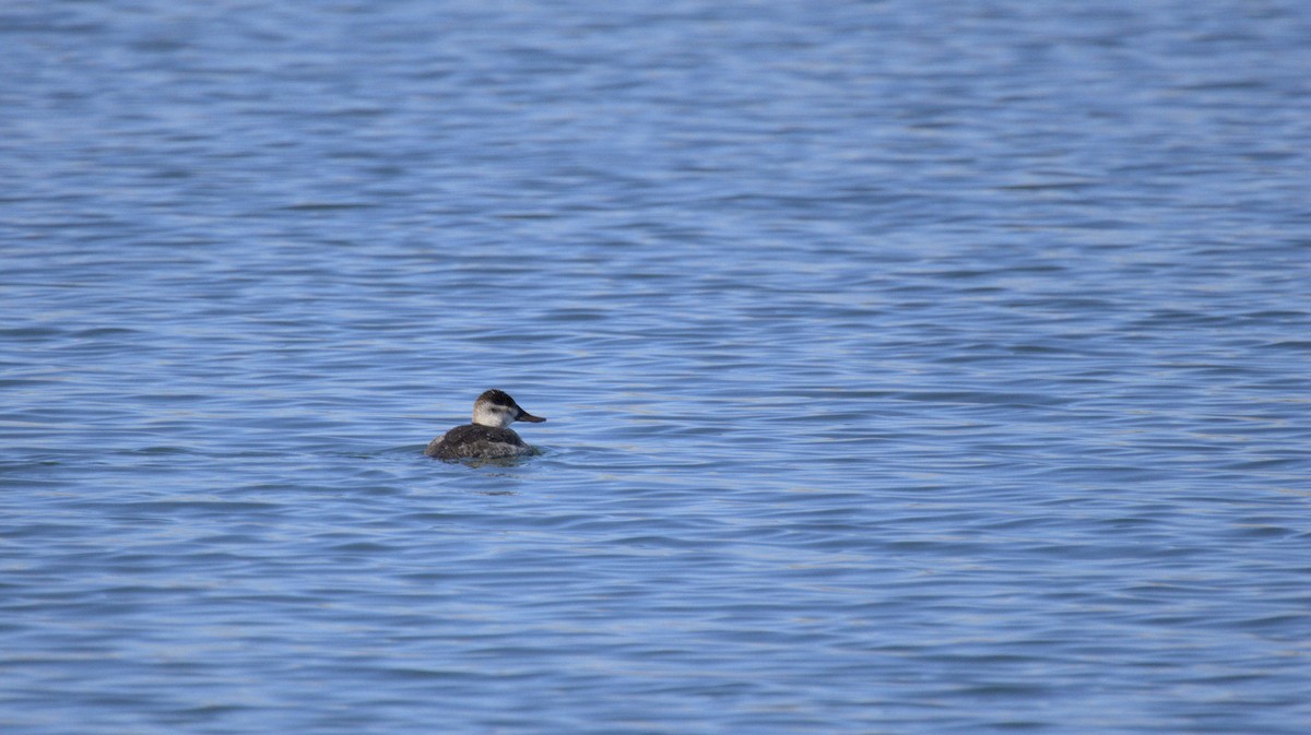 Ruddy Duck - ML657504593