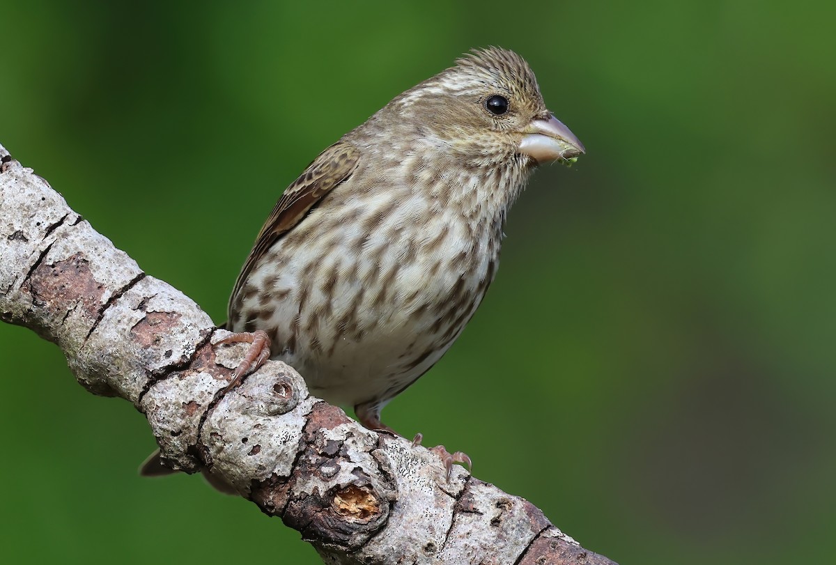 Purple Finch - ML657504681