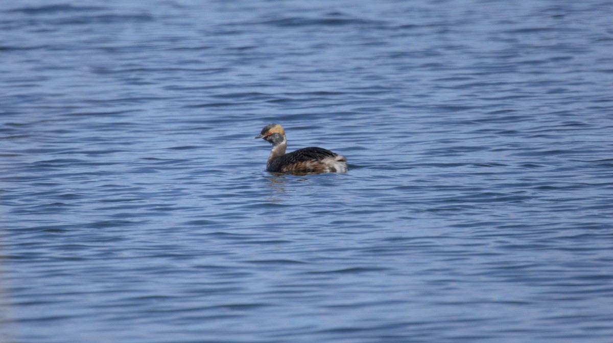 Horned Grebe - ML657504721